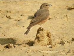 Rufous-tailed Lark